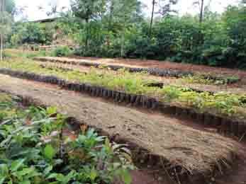 140915 Ppinire Agakura