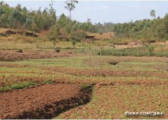 2. Marais Nyabututsi