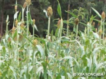 Sorghum plants 1